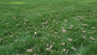 Healthy lawn recovering after professional aeration by Chop Chop Landscaping in St Paul, MN